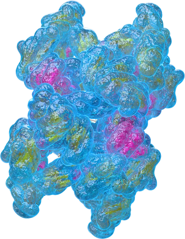 A molecular render of the alpha-2-macroglobulin (A2M) protein — the trap structure that binds and locks away cartilage-degrading enzymes.